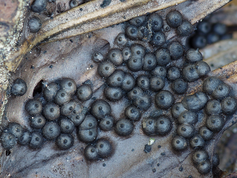 Rosellinia thelena